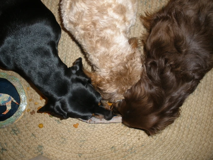 a group of dogs sniffing at each other on the floor