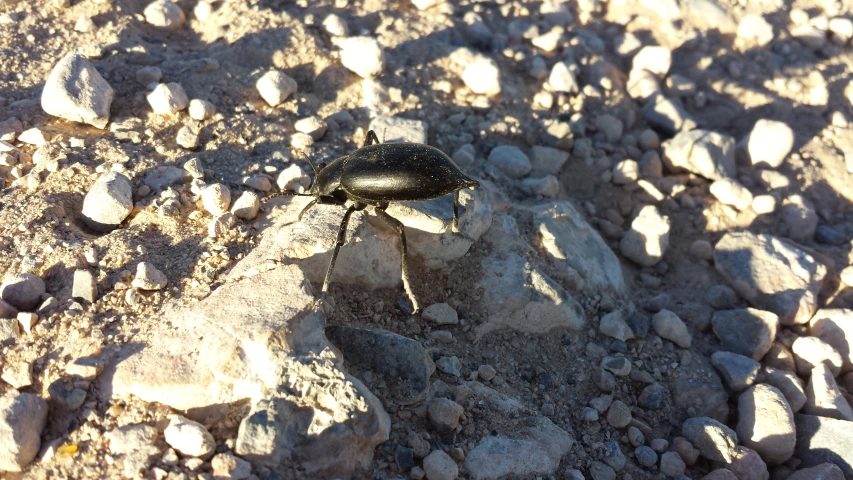 a insect that is walking on some rocks