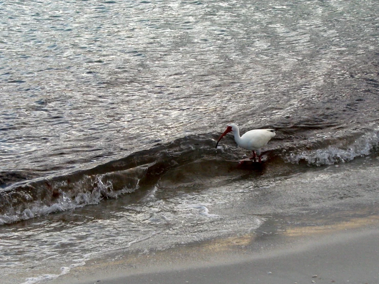 two birds sitting on the top of an ocean wave