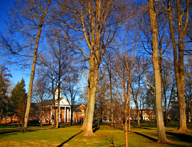 the trees are bare, and no one is in the picture