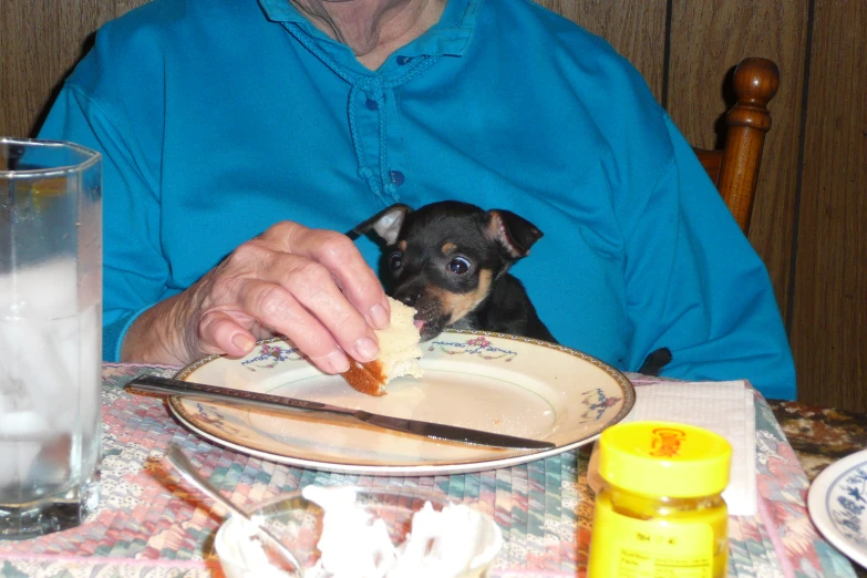 a person and a dog eating at a table