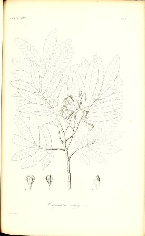 an old book with an ink drawing of a flower