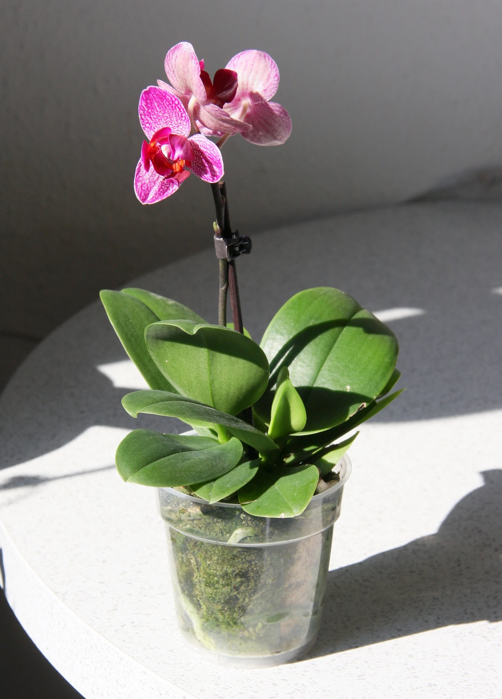 a small plant with a single flower inside of it