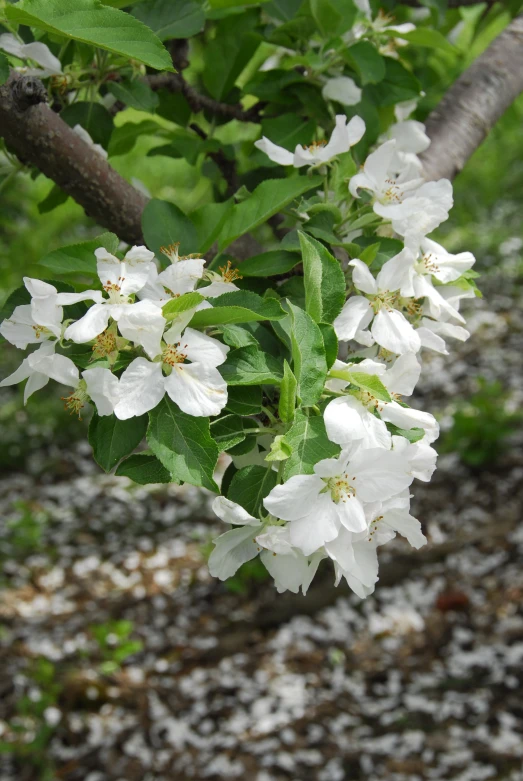 a group of white flowers growing from green leaves