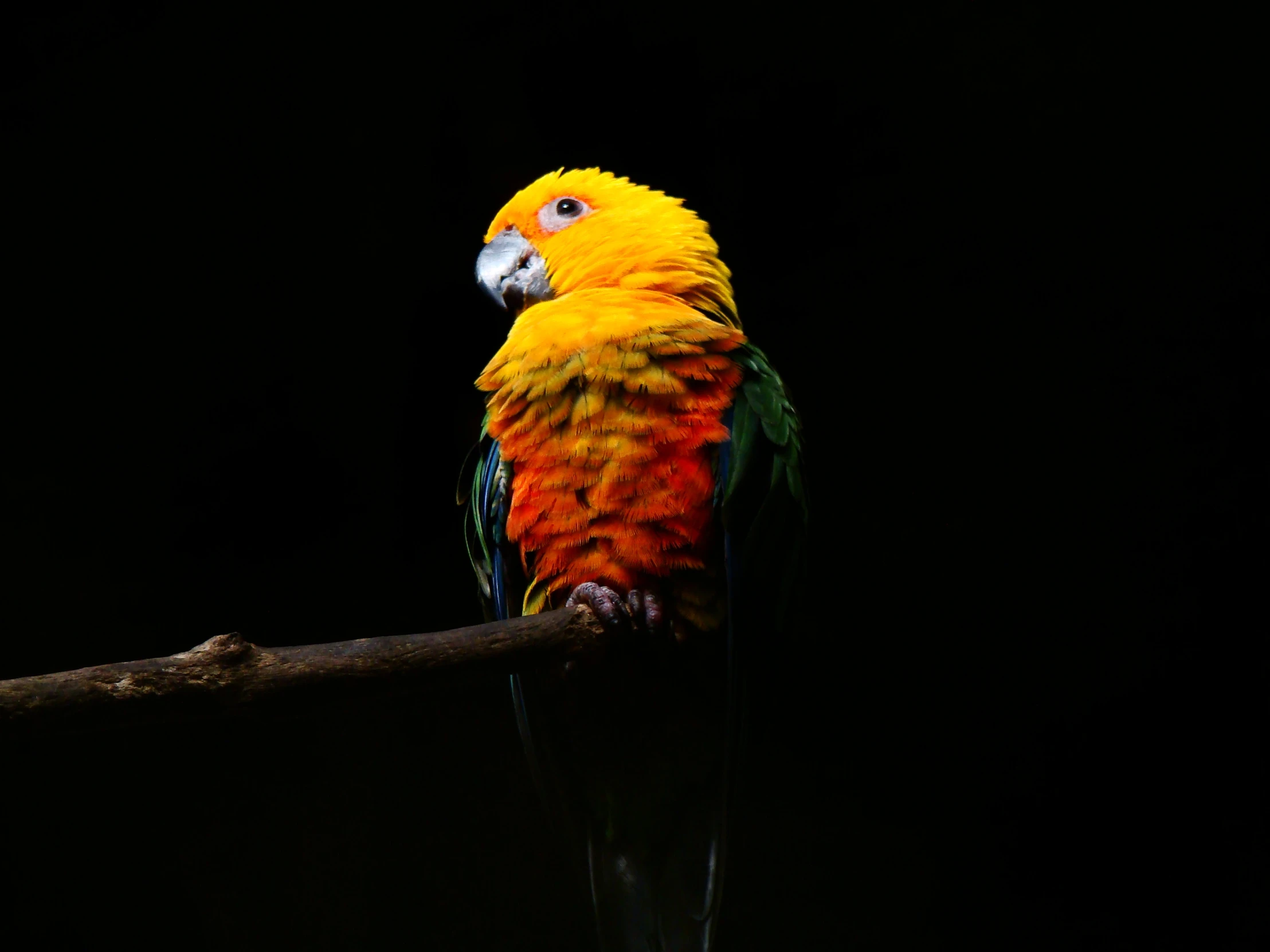 a brightly colored bird perched on top of a tree nch