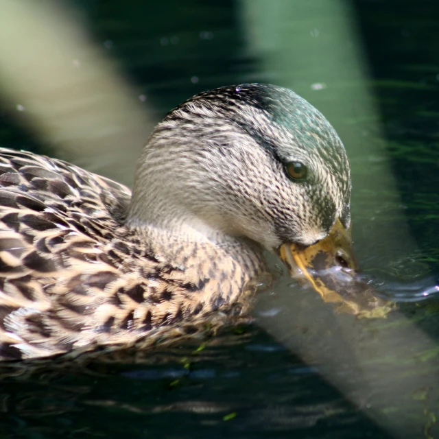 the duck is floating on water with a fish in his mouth