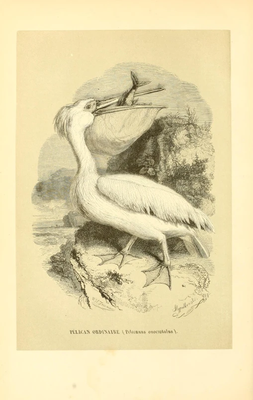 an old, black and white drawing of two birds