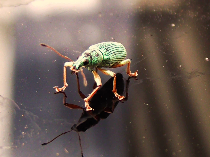 a green insect walking across a surface next to water