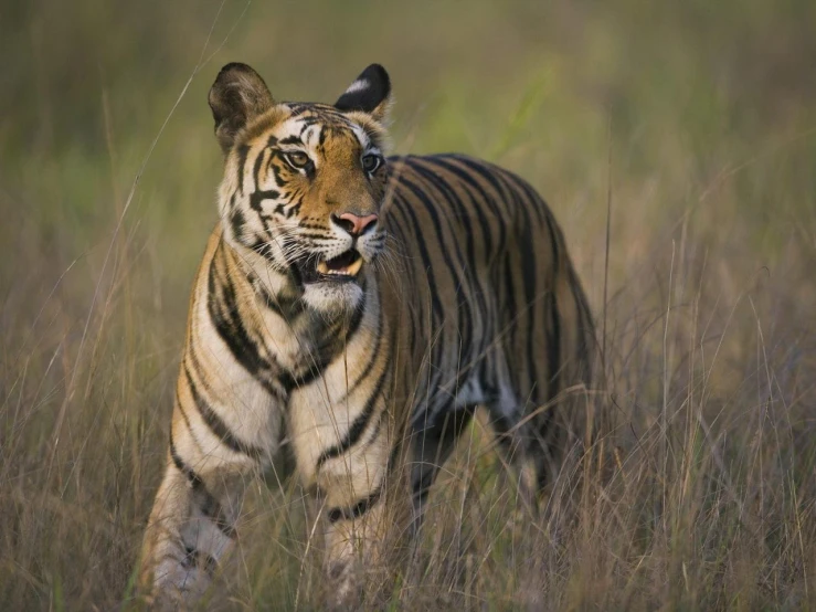 tiger walking in tall grass during daytime time