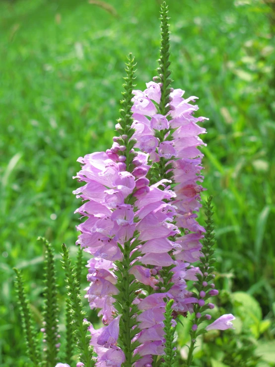 a purple flower is in bloom next to some green