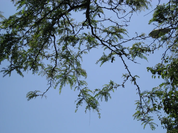 a kite flying overhead between two trees that are nches