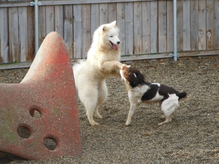 two dogs fighting in an outside field next to a wooden fence