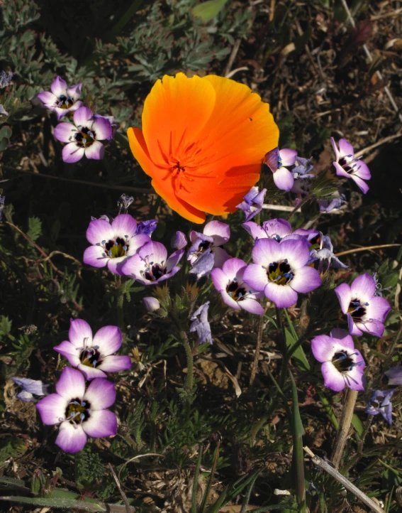 a group of flowers sit on the grass