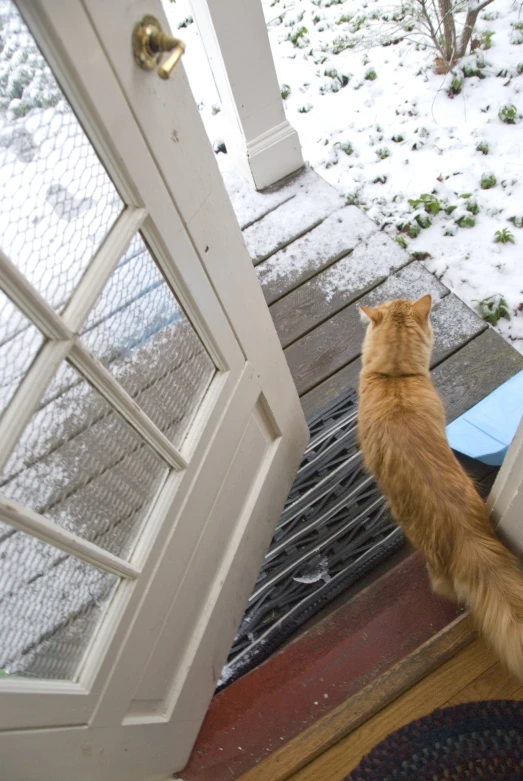 an orange cat stands outside of the door