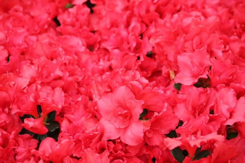 a bunch of red flowers are arranged close together