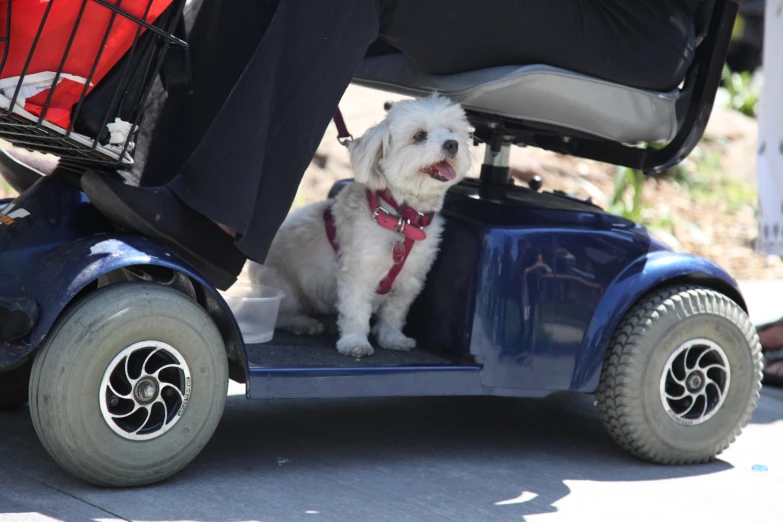 a little white dog riding on a blue motorized scooter