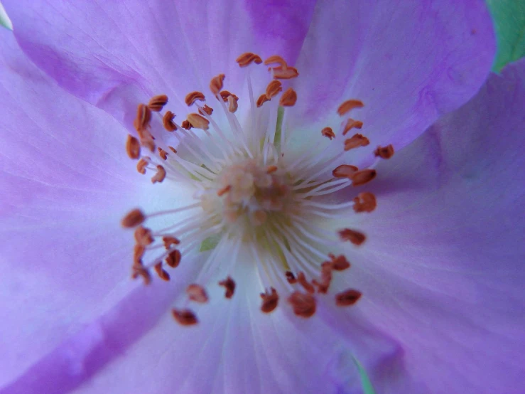 a close up of a flower with a white center