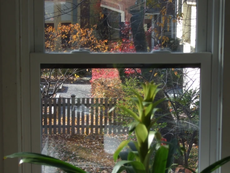 a potted plant is sitting in front of a window