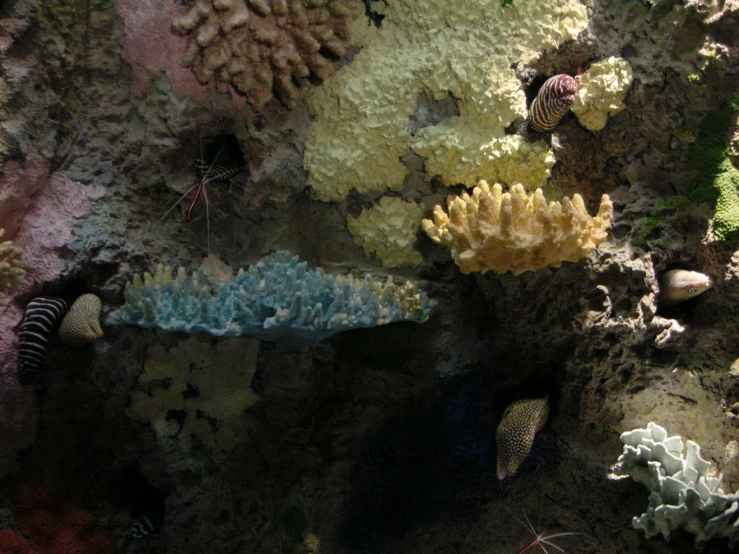 a couple of sea animals in an aquarium