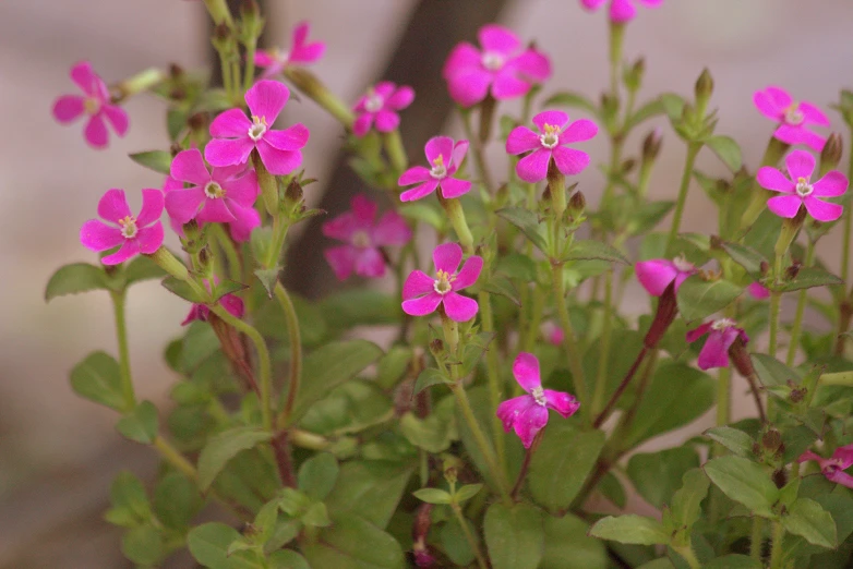 pink flowers blooming on the bush in front of the building