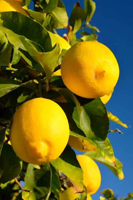 oranges on the nch of a tree against a bright blue sky