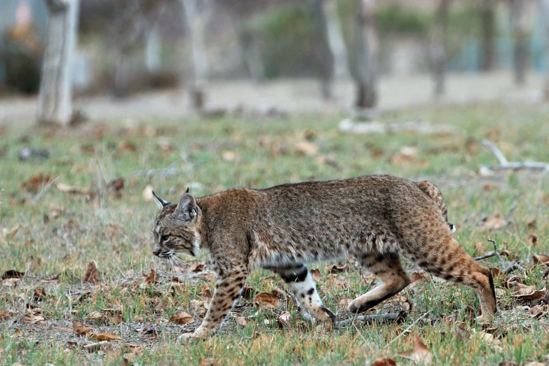 a bobcat walks through a grassy area with leaves