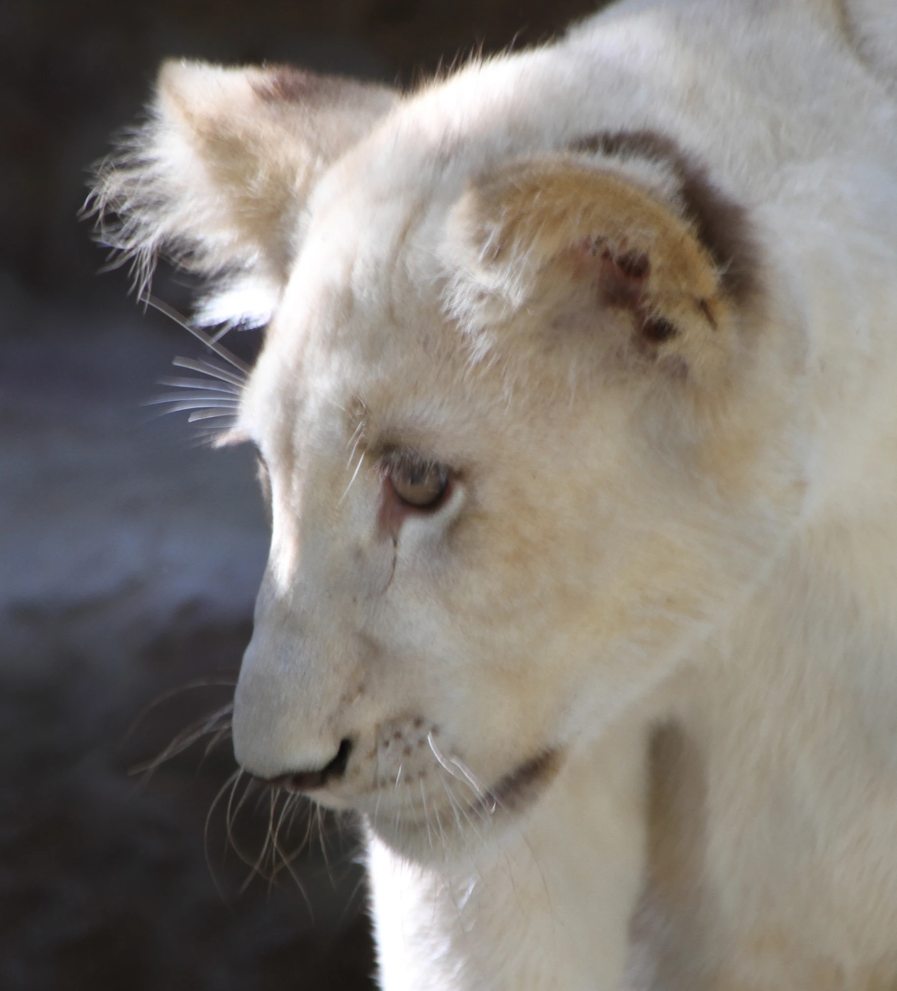 a close up po of a white tiger looking into the distance