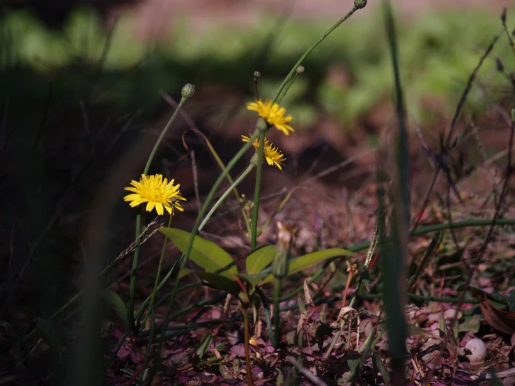 yellow flowers in the grass on the ground