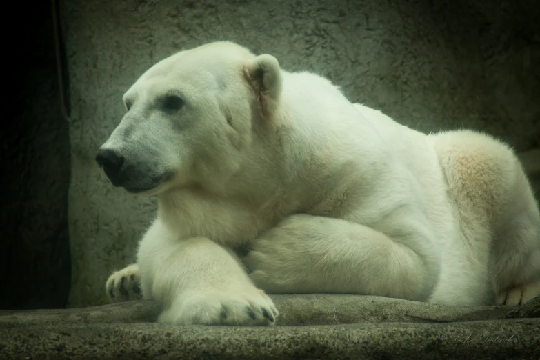 a polar bear sitting in an enclosure with grey rocks