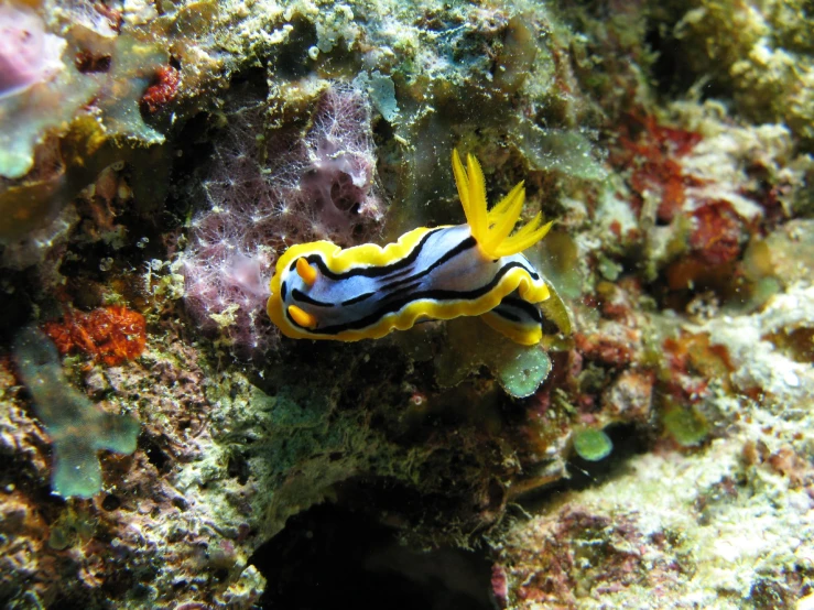 an image of some underwater life in the water