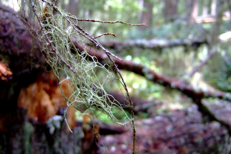 an image of a green plant growing from a log