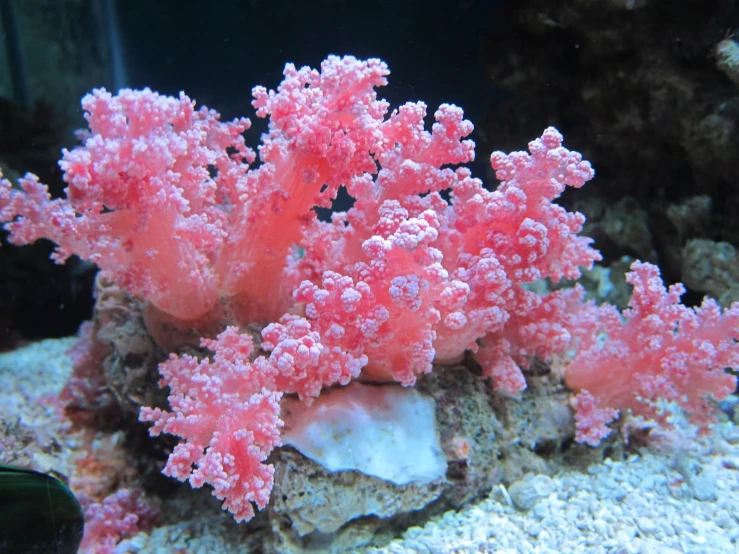 a coral is covered in pink water algae