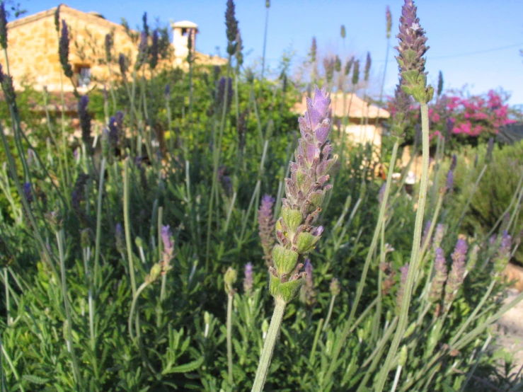 lavenders stand tall in the foreground near a large building