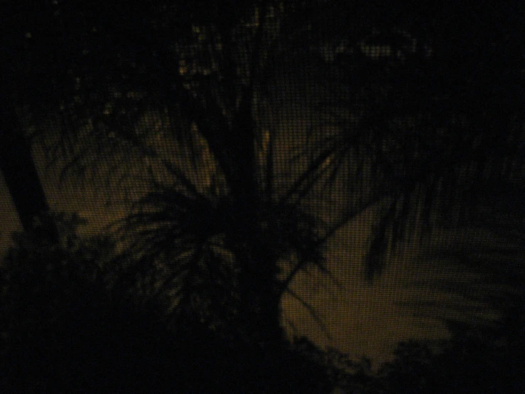 an image of some dark trees lit up at night