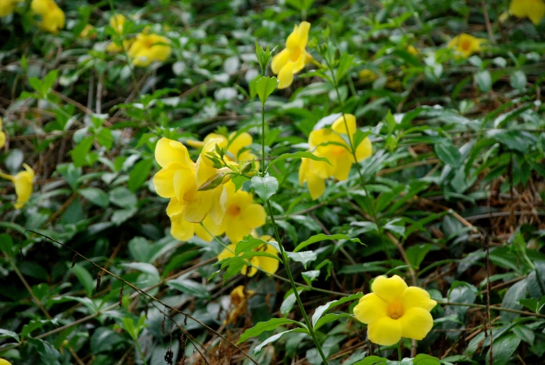 flowers are growing in the grass and in the ground