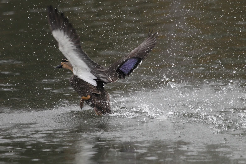 a bird flaps its wings while taking off from the water