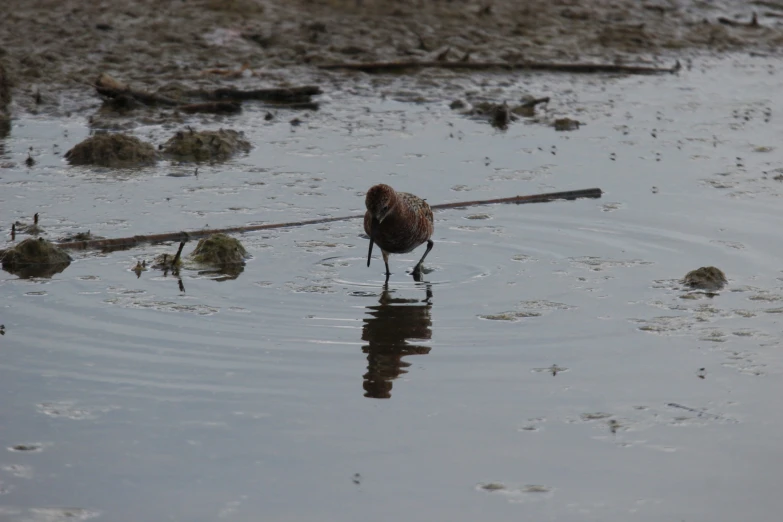 there is a bird walking in the water