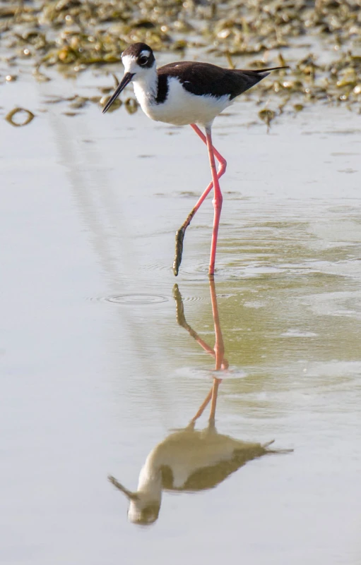 a bird is walking with a long stick in its beak