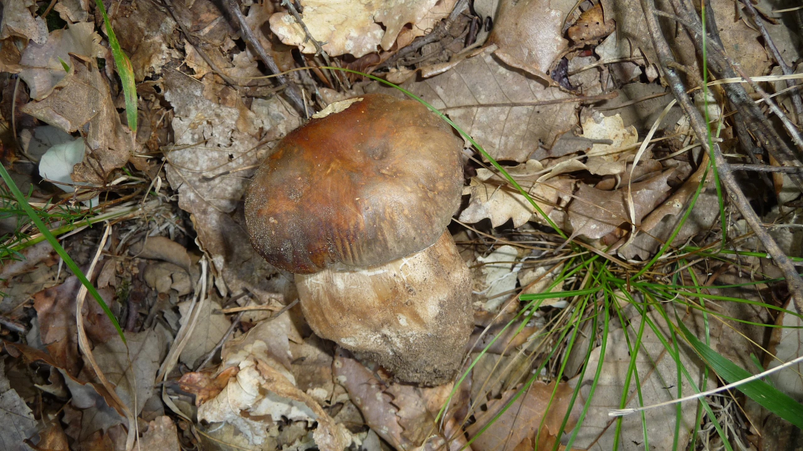 brown mushrooms and grass growing in some dried leaves