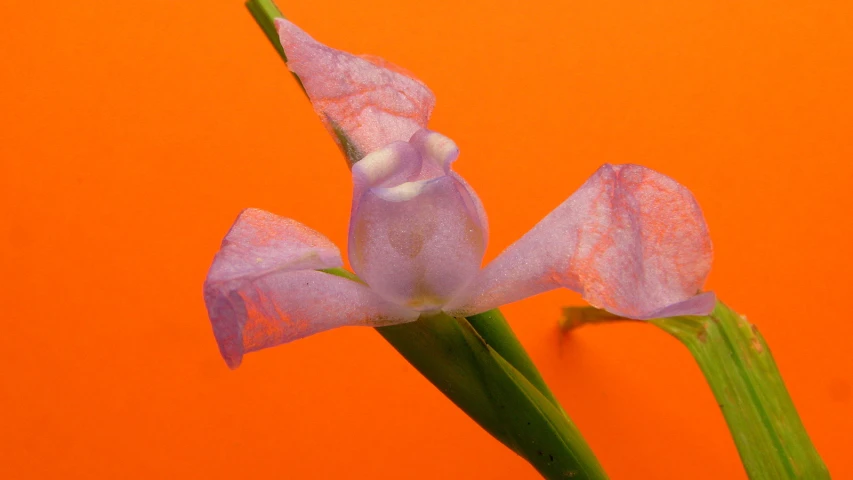 two pink flowers in front of an orange background