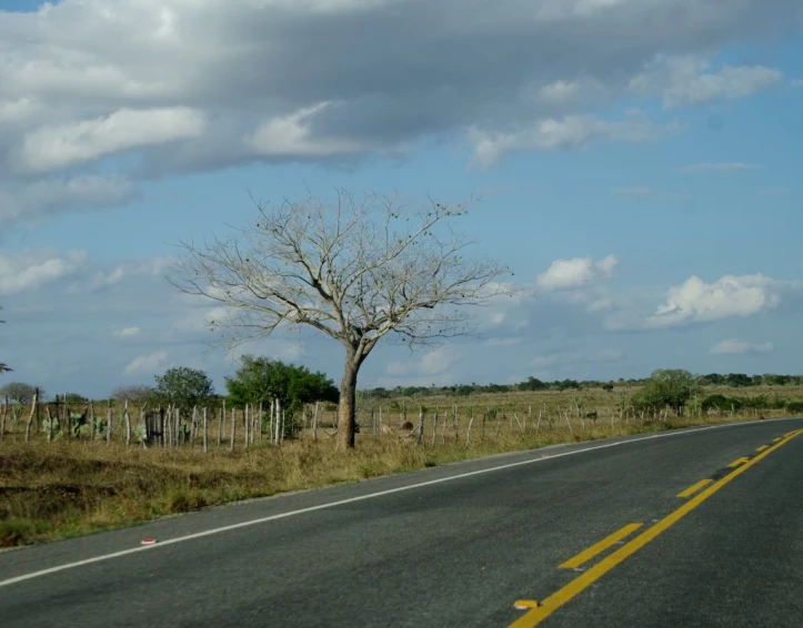 a lone tree by the side of the road