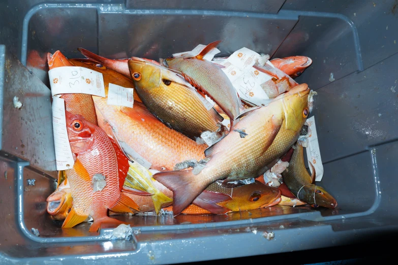 a container filled with lots of different colored fish