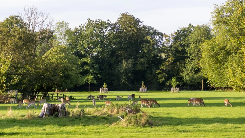 a herd of animals grazing on a lush green grass covered field