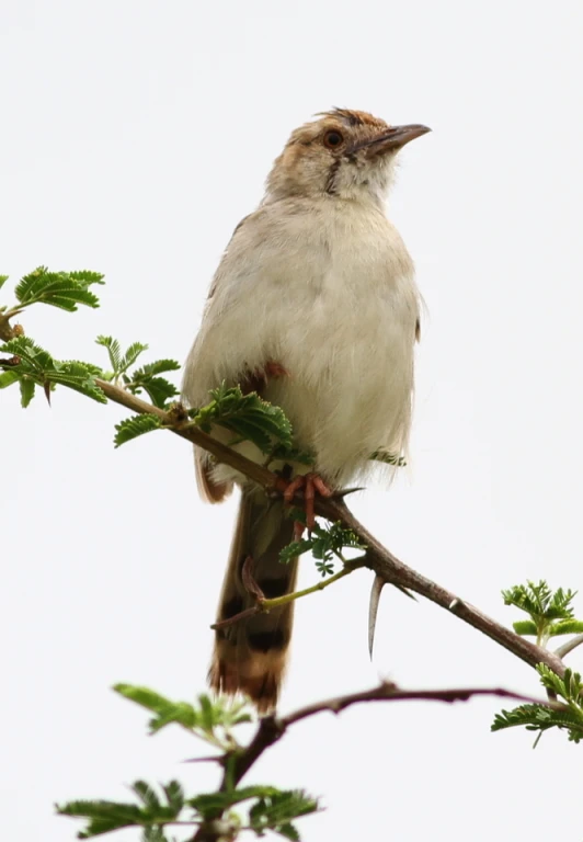 the bird with brown beak sits on the tree nch