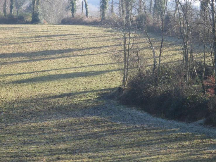 a white horse standing on top of a lush green field