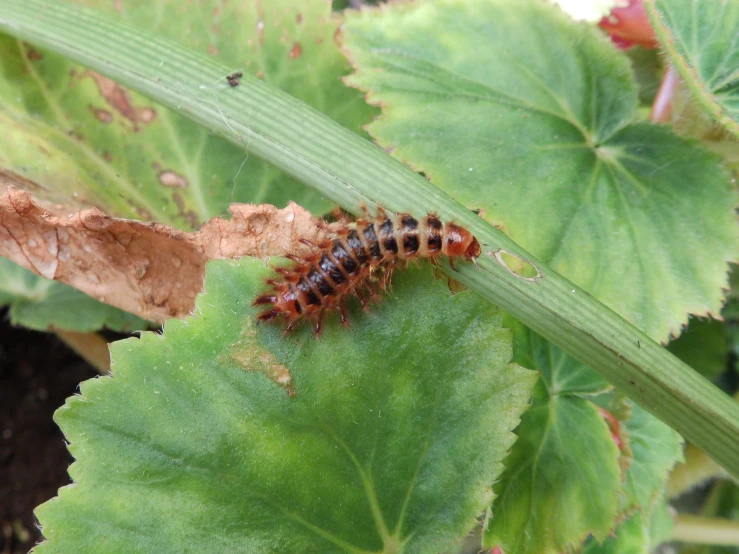 an animal on a leaf that is very hairy