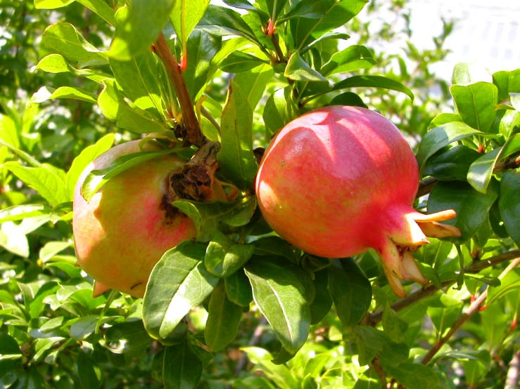 two red pomegranates hanging on a tree