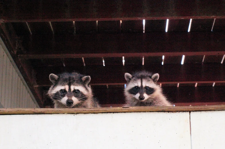 two racs peeking out from behind an elevated railing