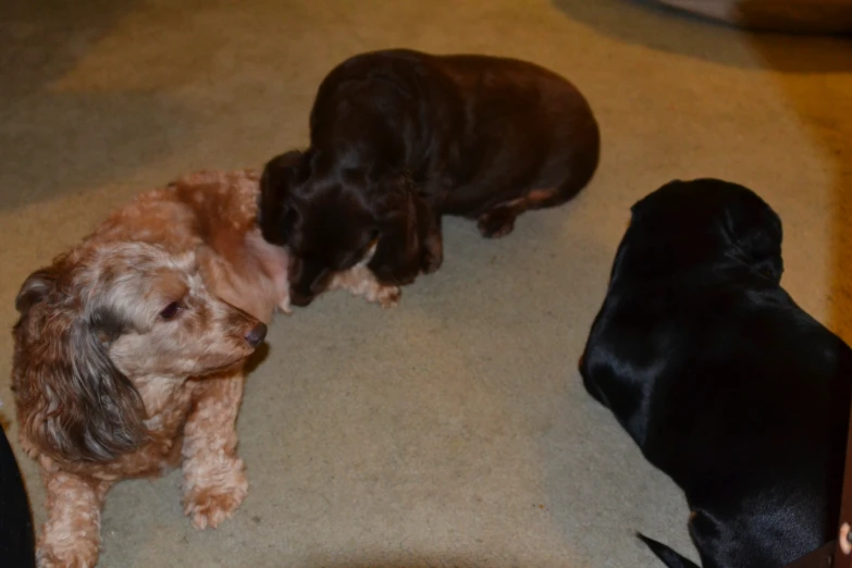 three small dogs sitting next to each other on the floor