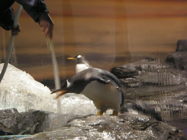 a small penguin sitting on rocks near water